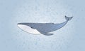 Vector illustration, blue whale on gray-blue background, realistic underwater animal. Royalty Free Stock Photo